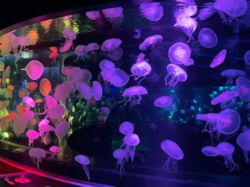 京都水族館に投稿された画像（2020/11/30）