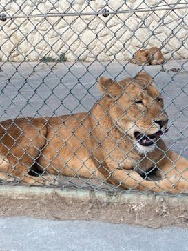 群馬サファリパークに投稿された画像（2020/11/30）