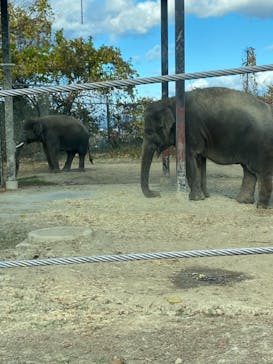 群馬サファリパークに投稿された画像（2020/11/30）