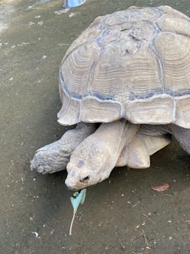 群馬サファリパークに投稿された画像（2020/11/30）