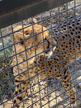 群馬サファリパークに投稿された画像（2020/11/30）