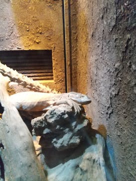 体感型動物園iZooに投稿された画像（2020/12/1）