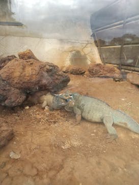 体感型動物園iZooに投稿された画像（2020/12/1）