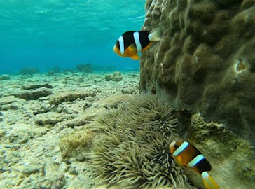 MalDive（モルダイブ）に投稿された画像（2020/12/1）