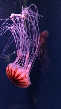 京都水族館に投稿された画像（2020/12/1）