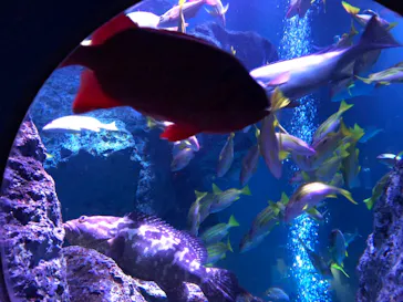 すみだ水族館に投稿された画像（2020/12/1）