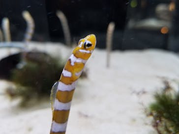 京都水族館に投稿された画像（2020/12/1）