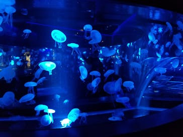 京都水族館に投稿された画像（2020/12/1）