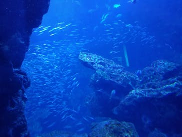 京都水族館に投稿された画像（2020/12/1）