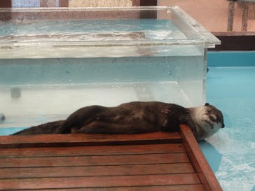 ゼロ距離水族館 伊勢シーパラダイスに投稿された画像（2020/12/1）