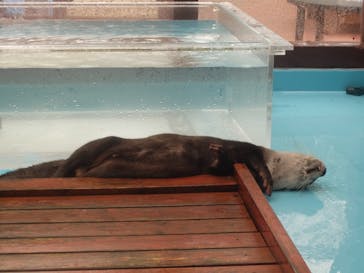 ゼロ距離水族館 伊勢シーパラダイスに投稿された画像（2020/12/1）