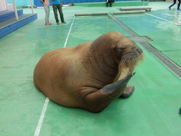 ゼロ距離水族館 伊勢シーパラダイスに投稿された画像（2020/12/1）