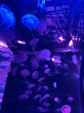 京都水族館に投稿された画像（2020/12/1）