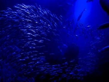 京都水族館に投稿された画像（2020/12/1）