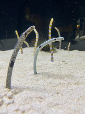 京都水族館に投稿された画像（2020/12/1）