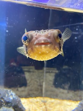 京都水族館に投稿された画像（2020/12/1）