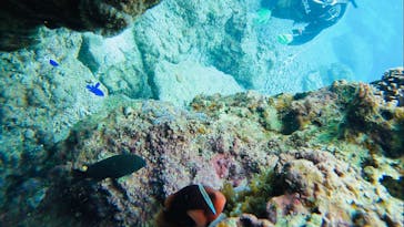 青の洞窟専門店　沖縄ダイビングショップ和に投稿された画像（2020/12/1）