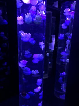 サンシャイン水族館に投稿された画像（2020/12/1）