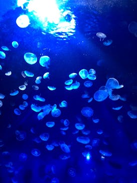 サンシャイン水族館に投稿された画像（2020/12/1）