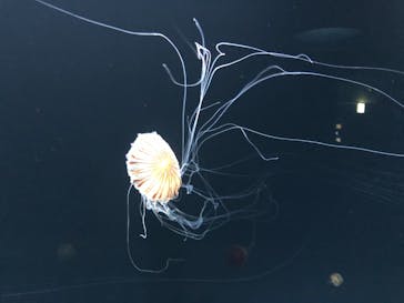 サンシャイン水族館に投稿された画像（2020/12/1）