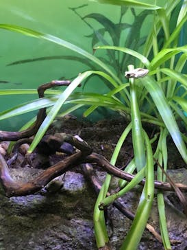 サンシャイン水族館に投稿された画像（2020/12/1）