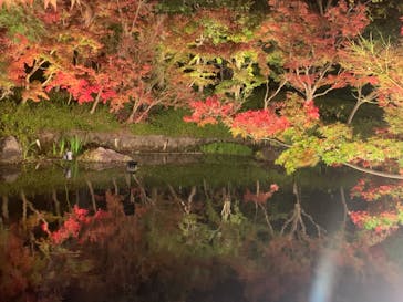 なばなの里に投稿された画像（2020/12/1）