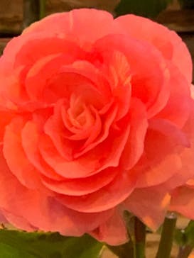 なばなの里に投稿された画像（2020/12/1）