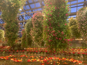 なばなの里に投稿された画像（2020/12/1）