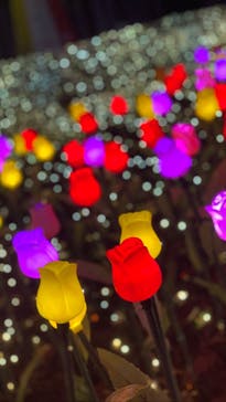 さがみ湖MORI MORIに投稿された画像（2020/12/1）