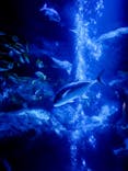 すみだ水族館に投稿された画像（2020/12/2）
