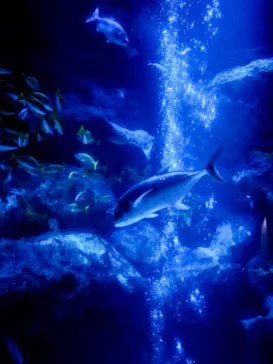 すみだ水族館に投稿された画像（2020/12/1）