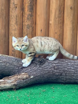 神戸どうぶつ王国に投稿された画像（2020/12/2）