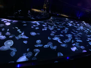 すみだ水族館に投稿された画像（2020/12/2）