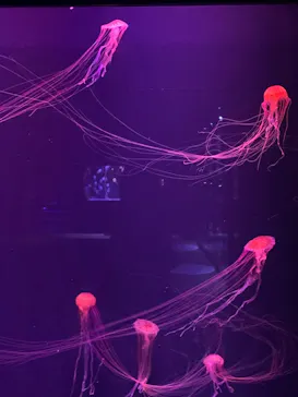 すみだ水族館に投稿された画像（2020/12/2）