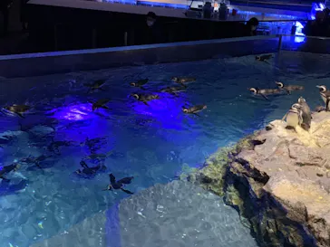 すみだ水族館に投稿された画像（2020/12/2）