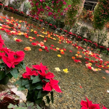 なばなの里に投稿された画像（2020/12/2）