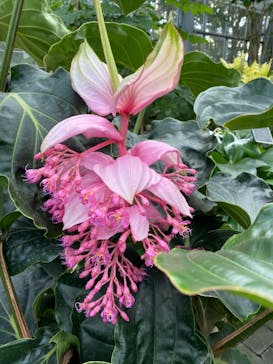 なばなの里に投稿された画像（2020/12/2）