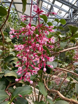 なばなの里に投稿された画像（2020/12/2）