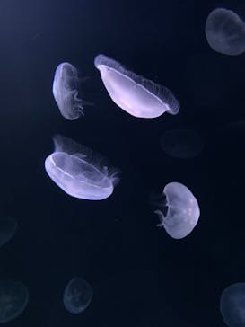 サンシャイン水族館に投稿された画像（2020/12/2）