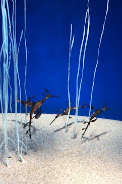 サンシャイン水族館に投稿された画像（2020/12/2）