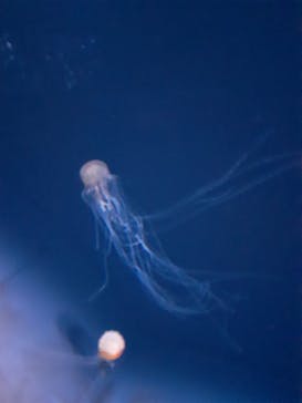 サンシャイン水族館に投稿された画像（2020/12/3）