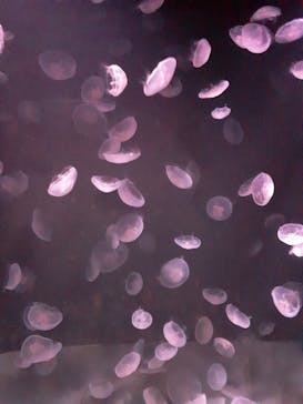 サンシャイン水族館に投稿された画像（2020/12/3）