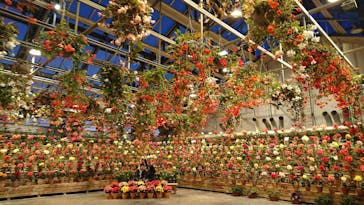 なばなの里に投稿された画像（2020/12/3）