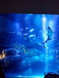 すみだ水族館に投稿された画像（2020/12/3）