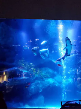 すみだ水族館に投稿された画像（2020/12/3）