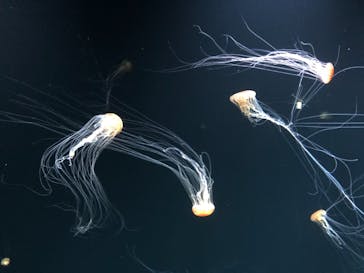 サンシャイン水族館に投稿された画像（2020/12/3）