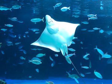サンシャイン水族館に投稿された画像（2020/12/3）