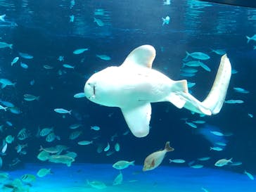 サンシャイン水族館に投稿された画像（2020/12/3）