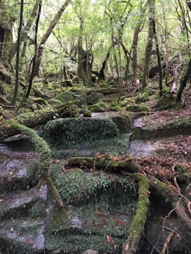 Yamakara屋久島に投稿された画像（2020/12/3）