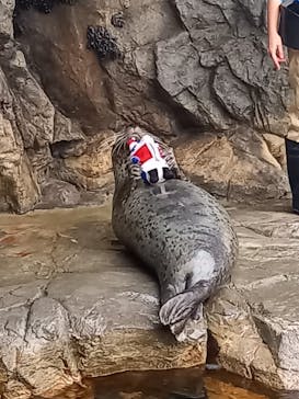 しながわ水族館に投稿された画像（2020/12/3）